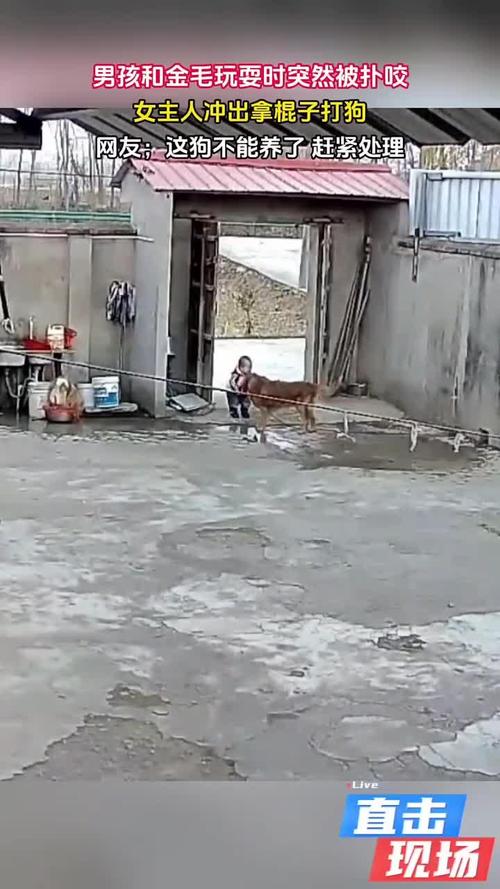 澳门开特马+开奖结果走势和狗闯村民家咬伤女童与村里的狗咬人,应该找谁解决